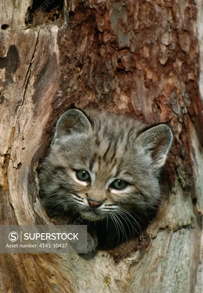 bobcat or red lynx young felis rufus looking from hole in tree north america