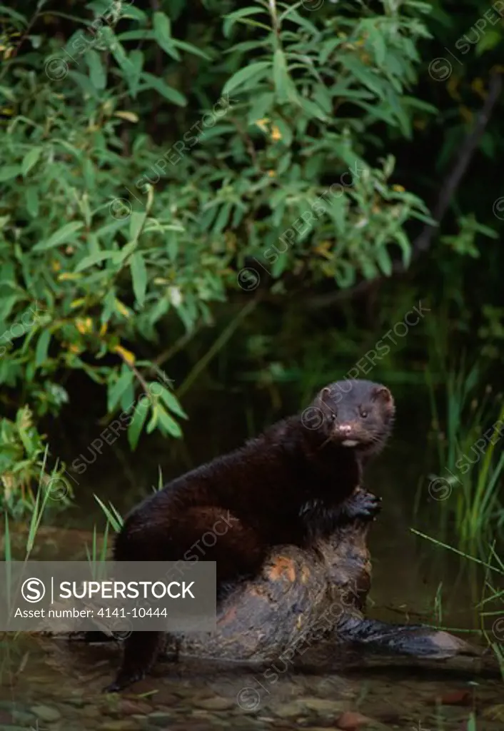 american mink mustela vison on log in shallow stream 