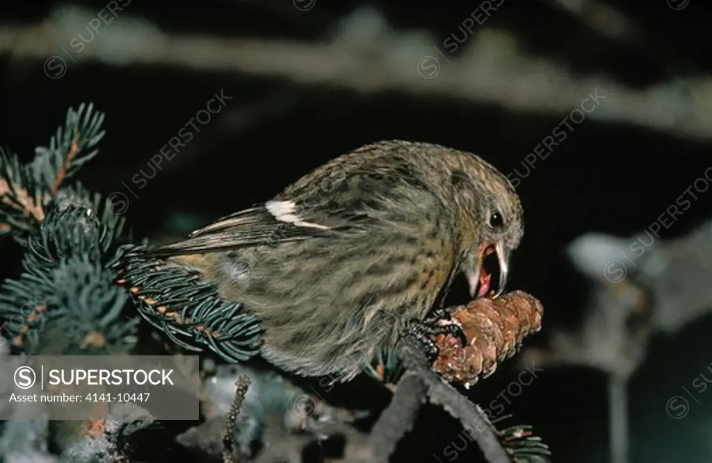 white-winged crossbill female loxia leucoptera eating spruce seeds from cone columbia falls, montana, usa 