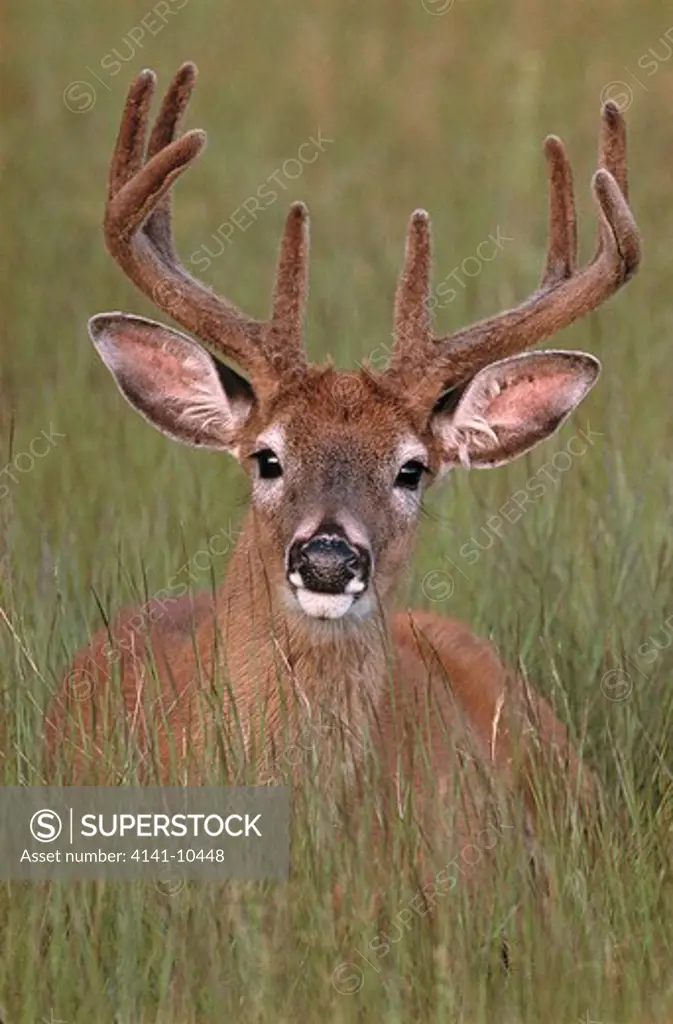 whitetail deer odocoileus virginianus male with antlers in velvet