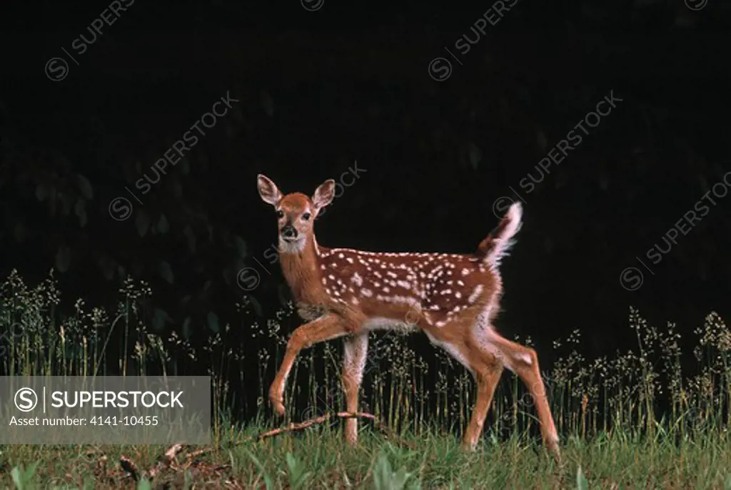 whitetail deer young odocoileus virginianus tail raised in alarm. north america.