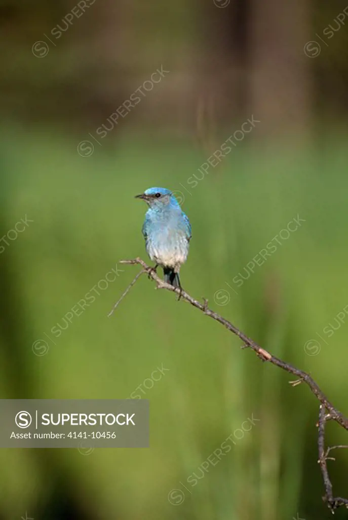 mountain bluebird on thin twig sialia currucoides north western montana, usa 