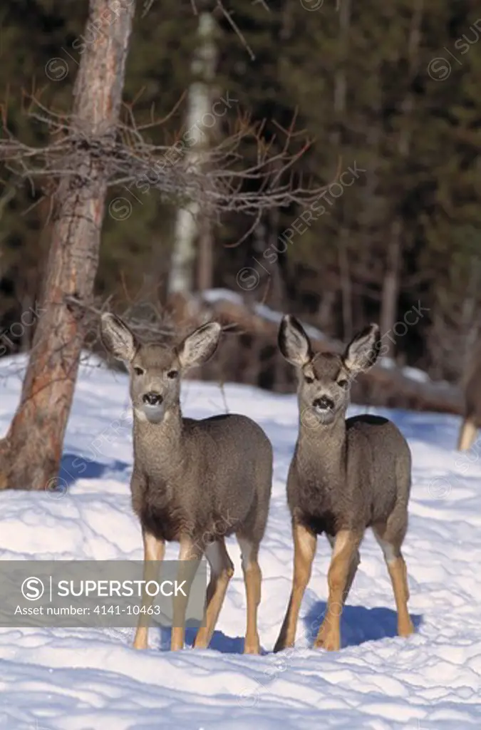 blacktail or mule deer odocoileus hemionus two in woodland north america