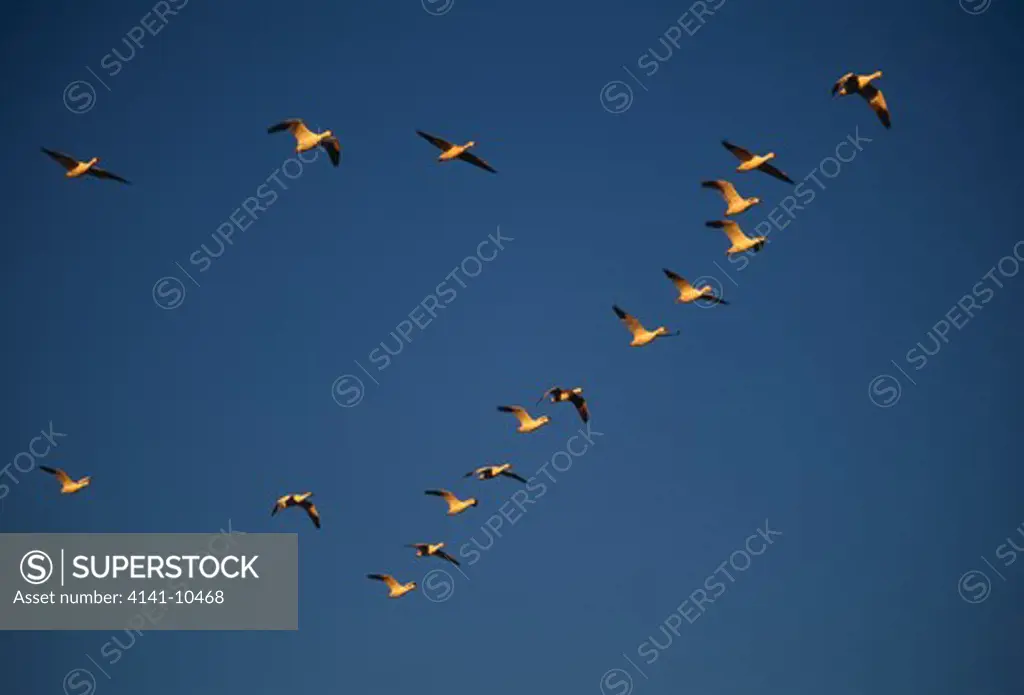 snow goose flock in flight anser caerulescens in v-formation. bosque del apache nwr, socorro, new mexico, s usa 
