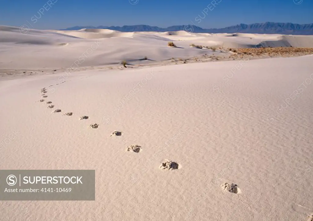 sand dune with human tracks white sands national monument, tularosa basin, north chihuahuan desert, new mexico, southern usa