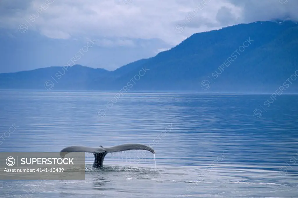 humpback whale tail fluke megaptera novaeangliae alaska, usa tail fluke markings are genetically unique to each whale