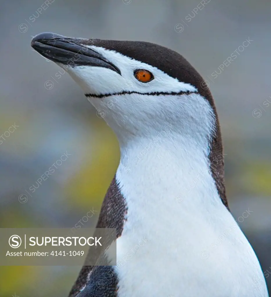 chinstrap penguin pygoscelis antarctica close-up antarctic peninsula