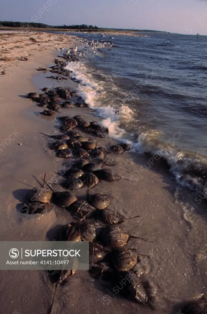 horseshoe crabs limulus polyphemus laying eggs at high tide delaware bay, new jersey, usa 