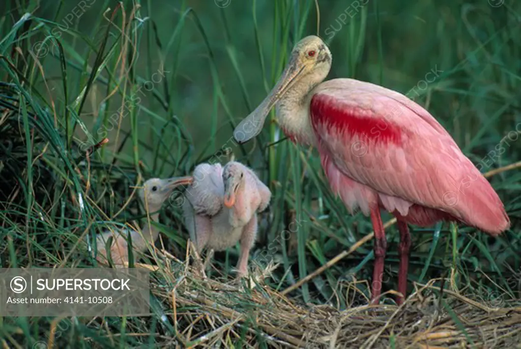 roseate spoonbill ajaia ajaja with two young , usa