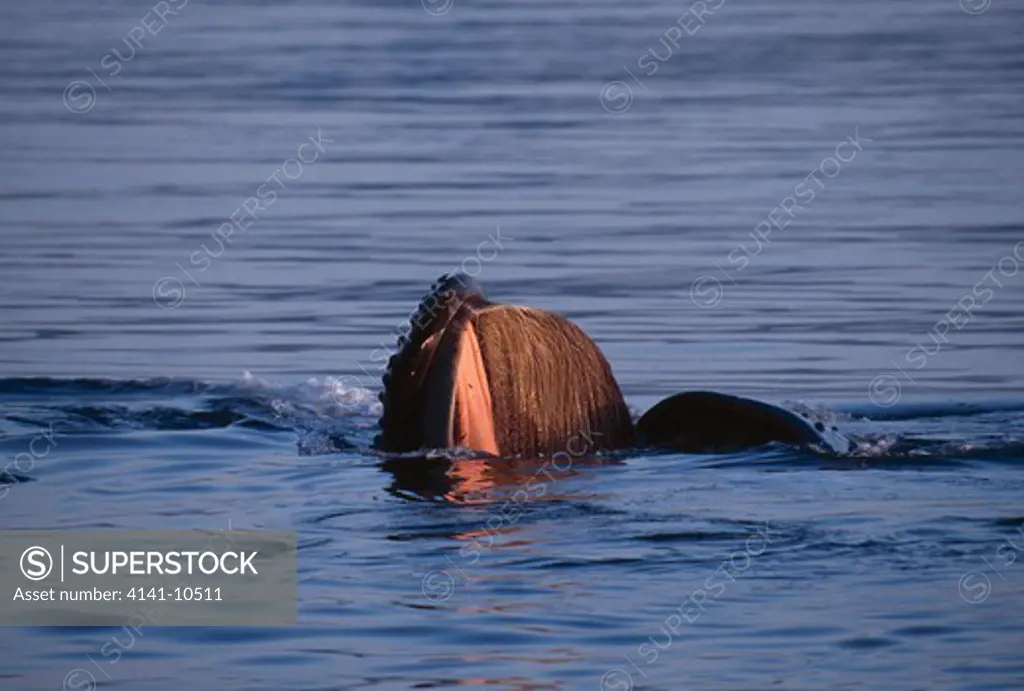 humpback whale at surface feeding megaptera novaeangliae (nb baleen in mouth) alaska, usa 