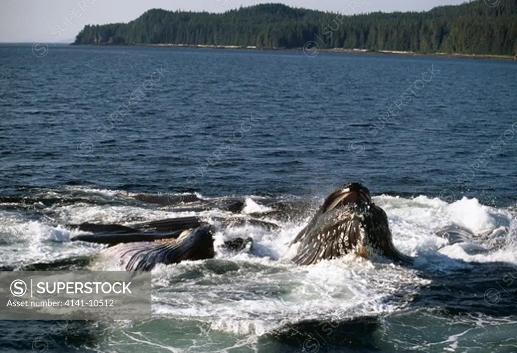 humpback whales lunge-feeding megaptera novaeangliae (note bubblenet in foreground) off south eastern alaska, usa