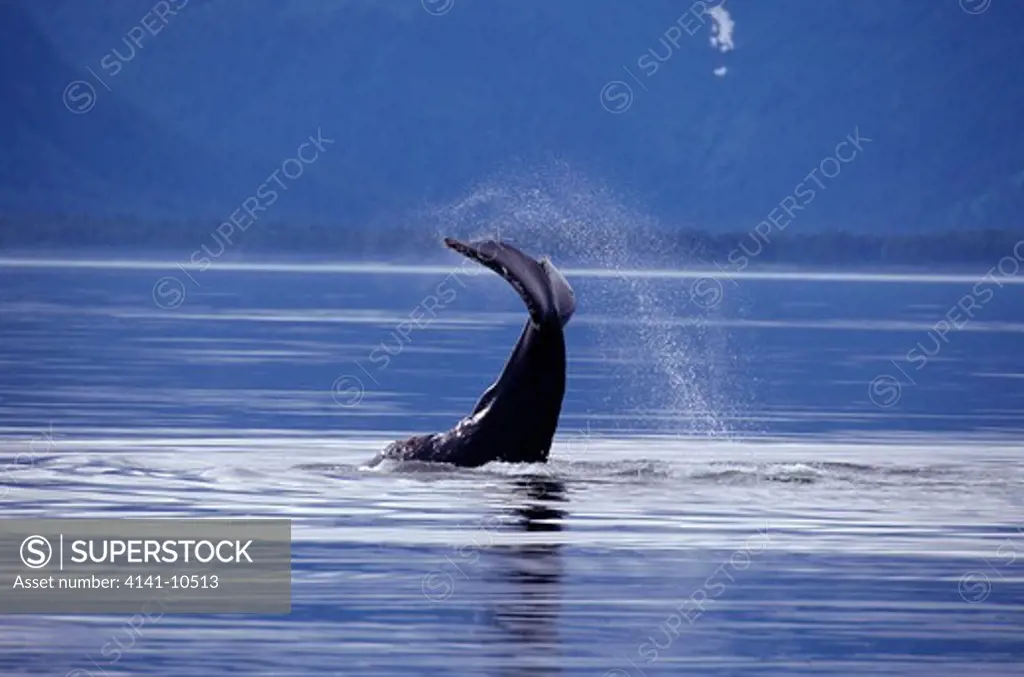 humpback whale tail-slapping megaptera novaeangliae alaska, usa . tail fluke markings are genetically unique to each whale 