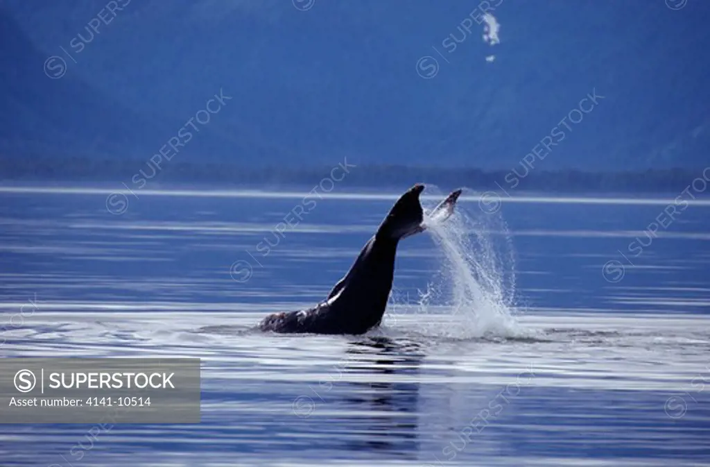 humpback whale tail-slapping megaptera novaeangliae alaska, usa. tail fluke markings are genetically unique to each whale
