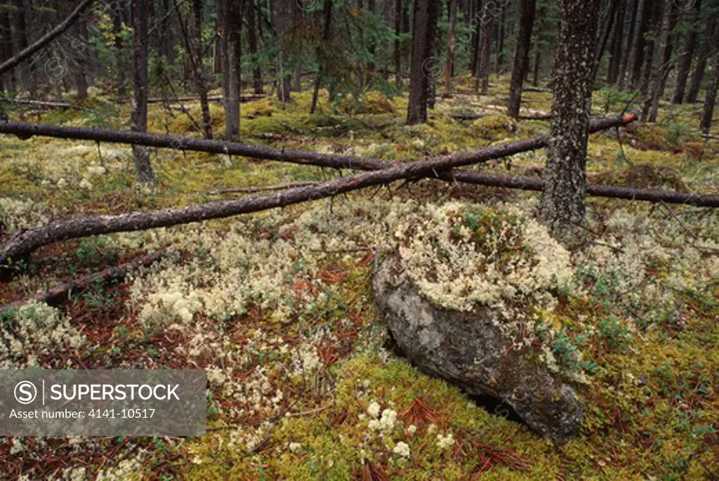 lichens on forest floor along alaska highway, alaska, usa