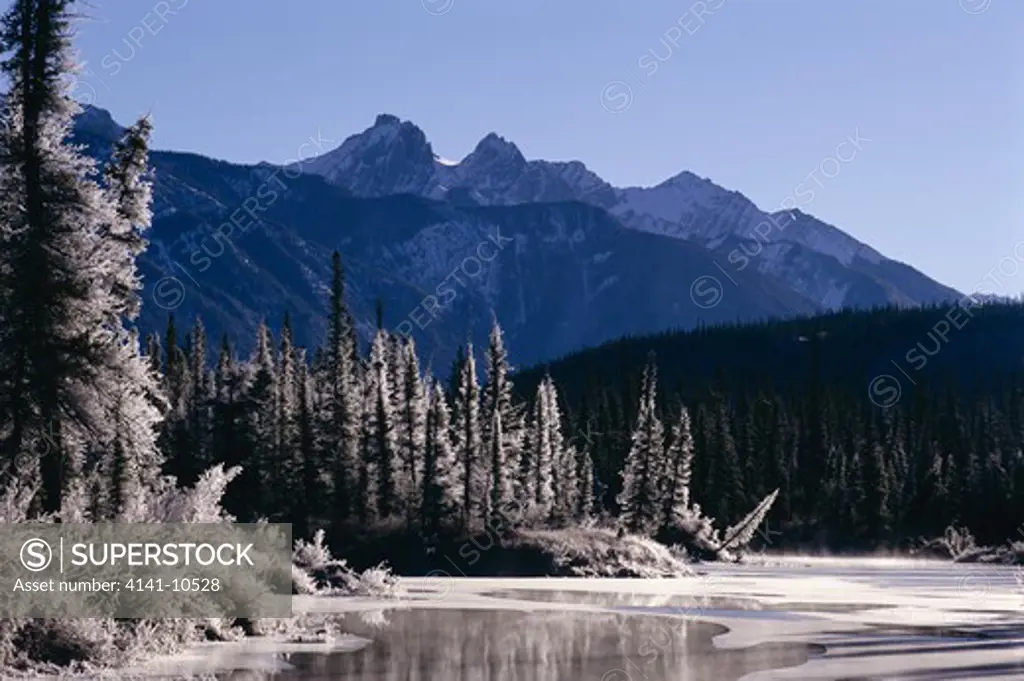 spruces with heavy hoar-frost along bank of freezing river rocky mountains jasper national park, alberta, canada 