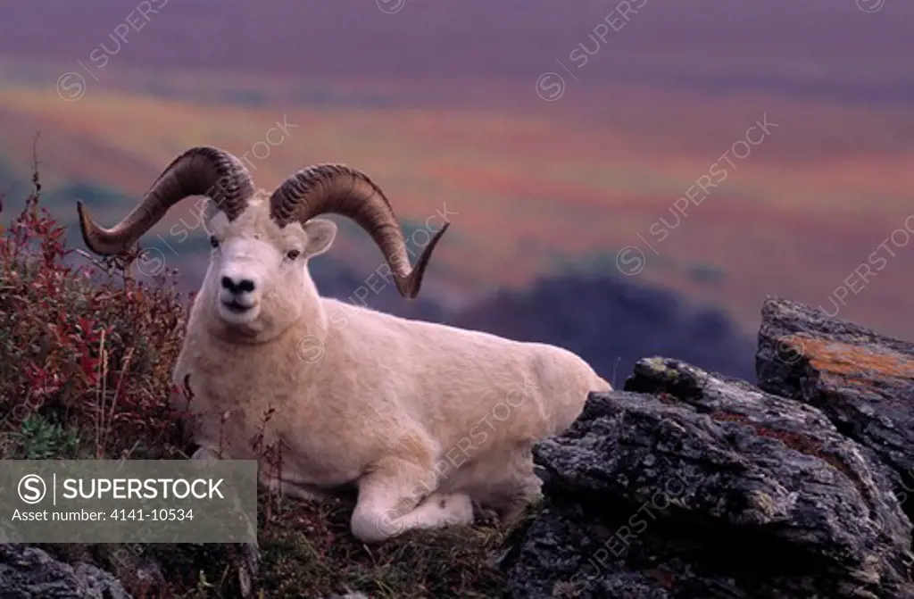 dall's sheep ovis dalli male, resting denali natl park, alaska, usa 