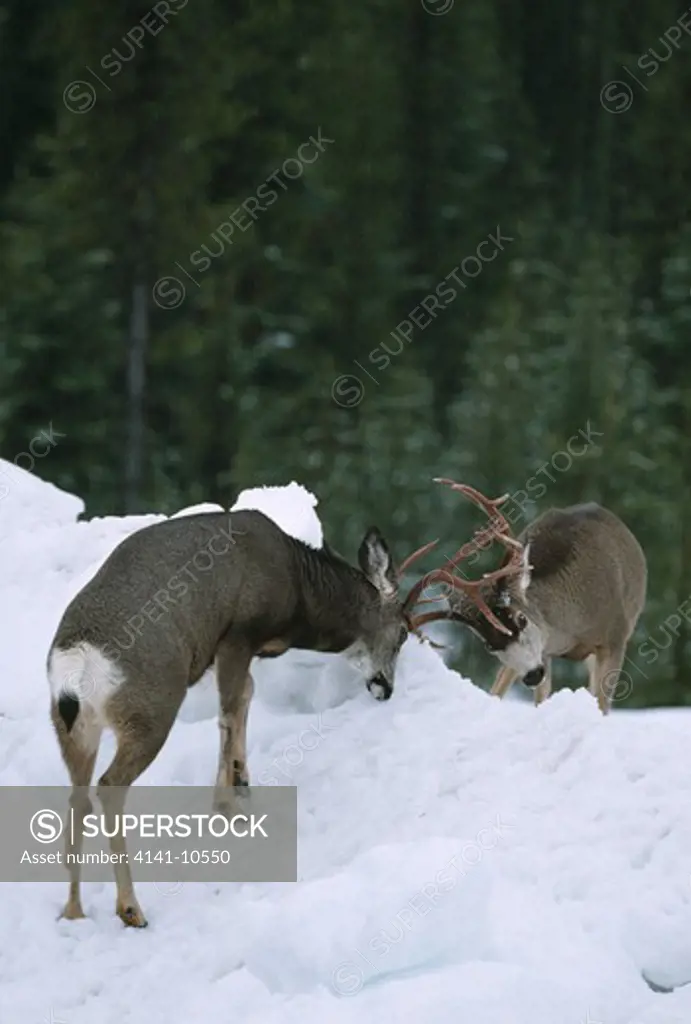 mule deer or blacktail deer odocoileus hemionus two males sparring. glacier national park, montana, north western usa