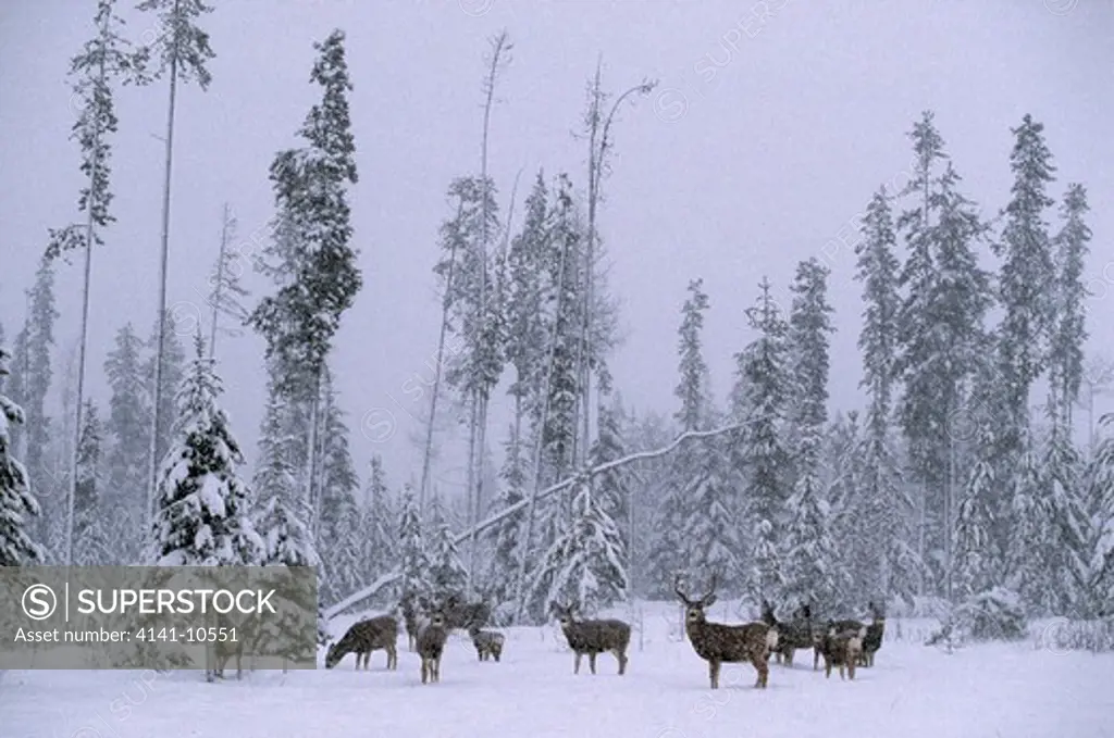mule deer group in snowstorm odocoileus hemionus north america