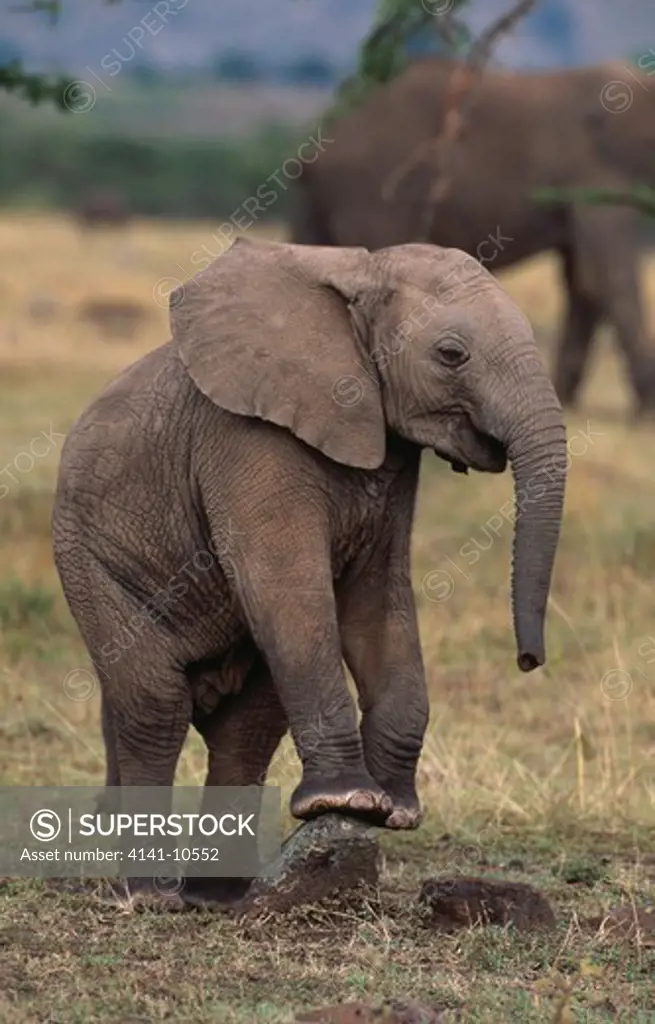 african elephant young loxodonta africana masai mara national reserve, kenya
