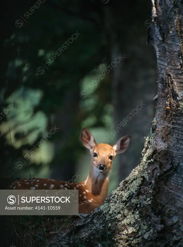 whitetail deer young, in forest odocoileus virginianus wisconsin, northern usa