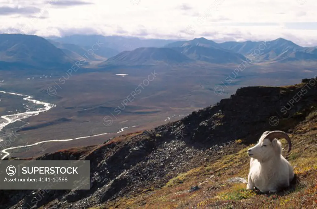 dall sheep ram resting on hillside ovis dalli denali national park, alaska, usa.