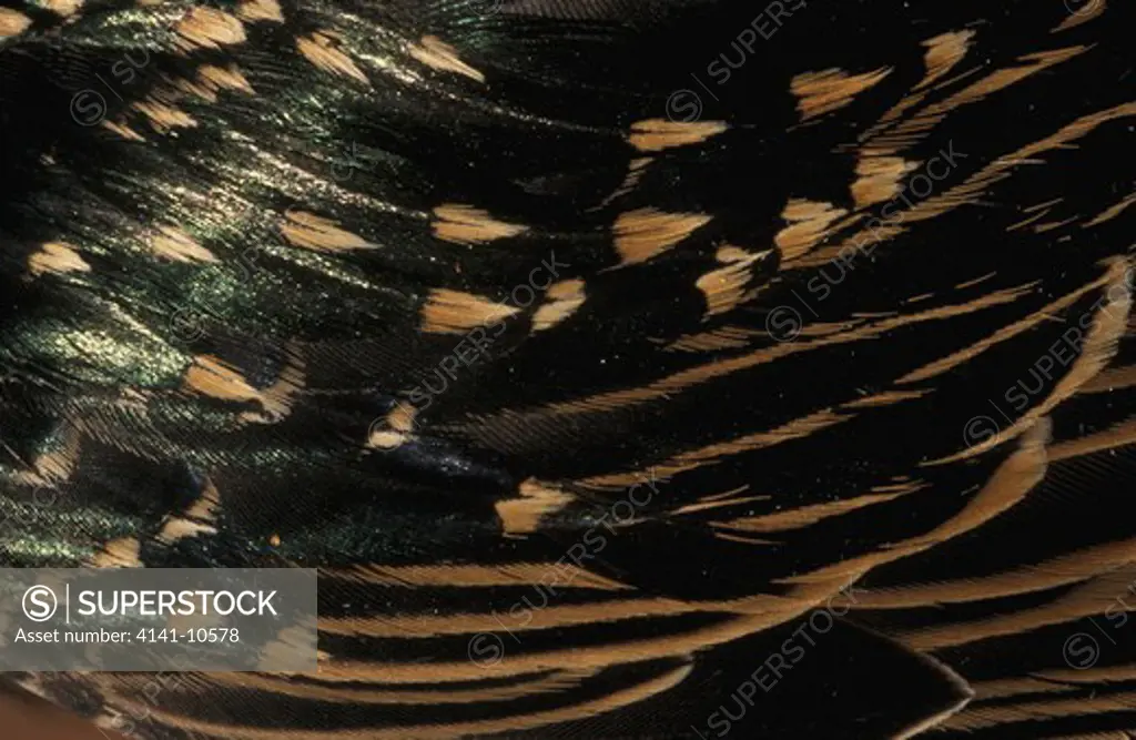 starling feathers sturnus vulgaris showing iridescence 