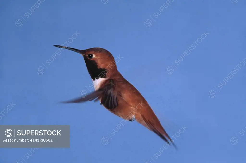 rufous hummingbird male in flight selasphorus rufus picture sequence no.2 of 3 montana, usa 