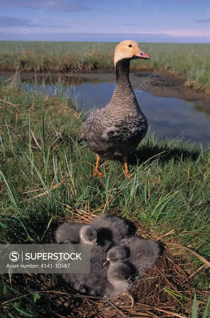 emperor goose at nest anser canagicus with young yukon delta national wildlife reserve, alaska, usa