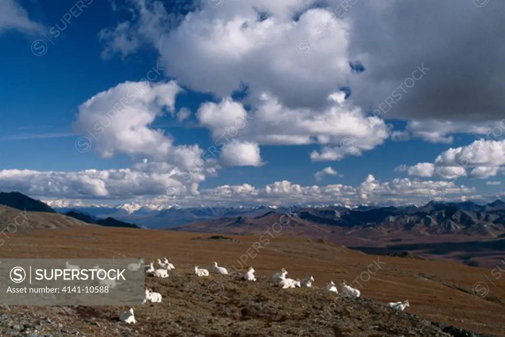 dall sheep flock resting ovis dalli denali nat'l park, alaska, usa.