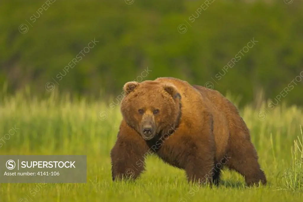american brown or grizzly bear male ursus arctos horribilis katmai national park, alaska, usa