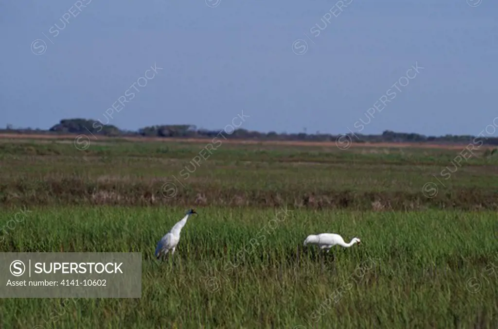 whooping cranes two in saltmarsh grus americana aransas national wildlife refuge, texas, usa. endangered species