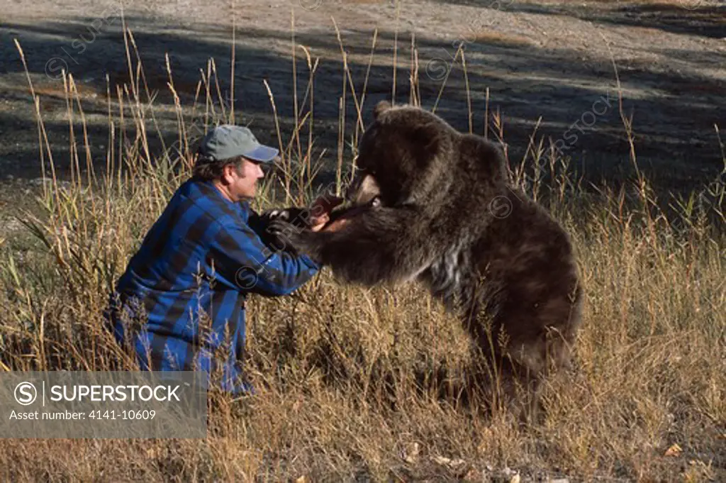 american brown or grizzly bear ursus arctos horribilis with which trainer rod nelson is working