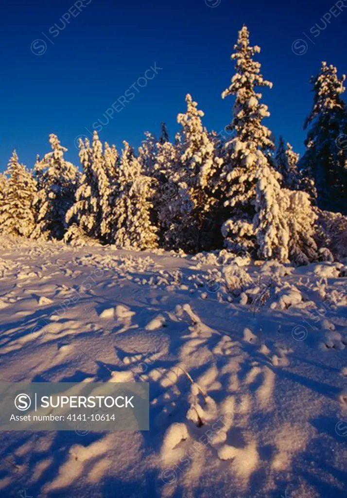 snow-laden pine & spruce in low winter sunshine yukon territory, north western canada