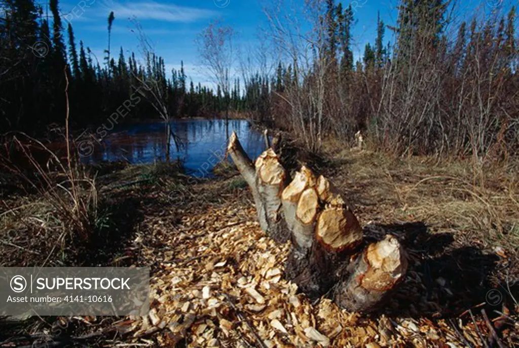 stumps of willow by water after felling by north american beaver castor canadensis north america