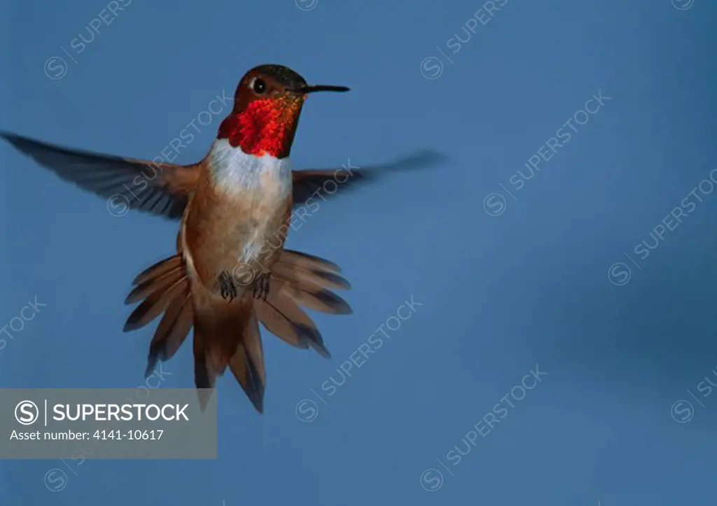 rufous hummingbird in flight selasphorus rufus montana, usa