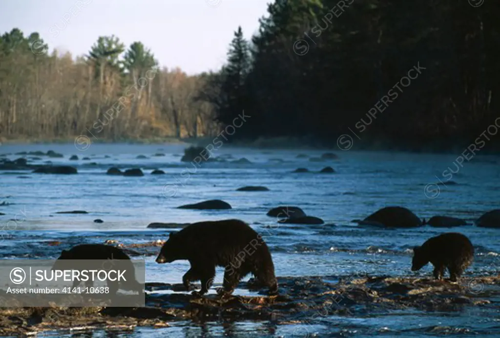 north american black bear ursus americanus female & two young, on kettle river, minnesota, usa