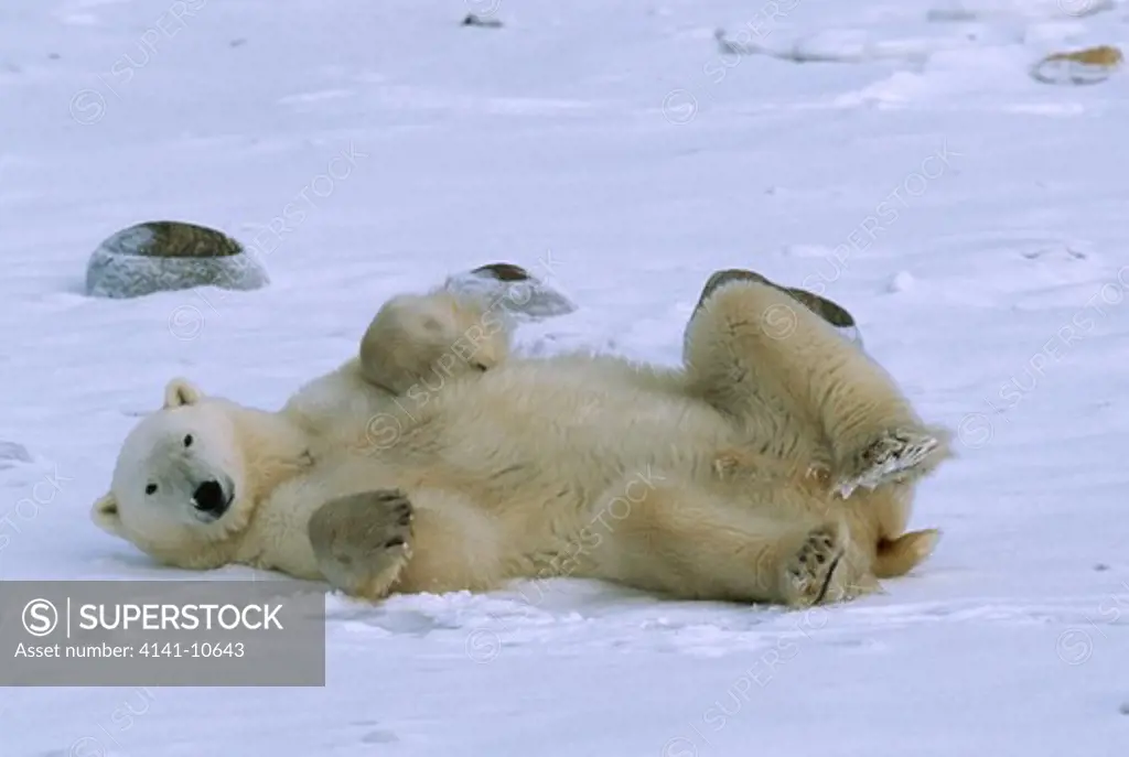 polar bear ursus maritimus rolling,stretching, scratching. near wapusk national park, churchill, manitoba, canada