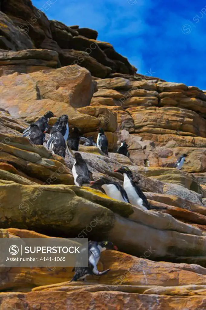 rockhopper penguins eudyptes chrysocome climbing rockface falkland islands