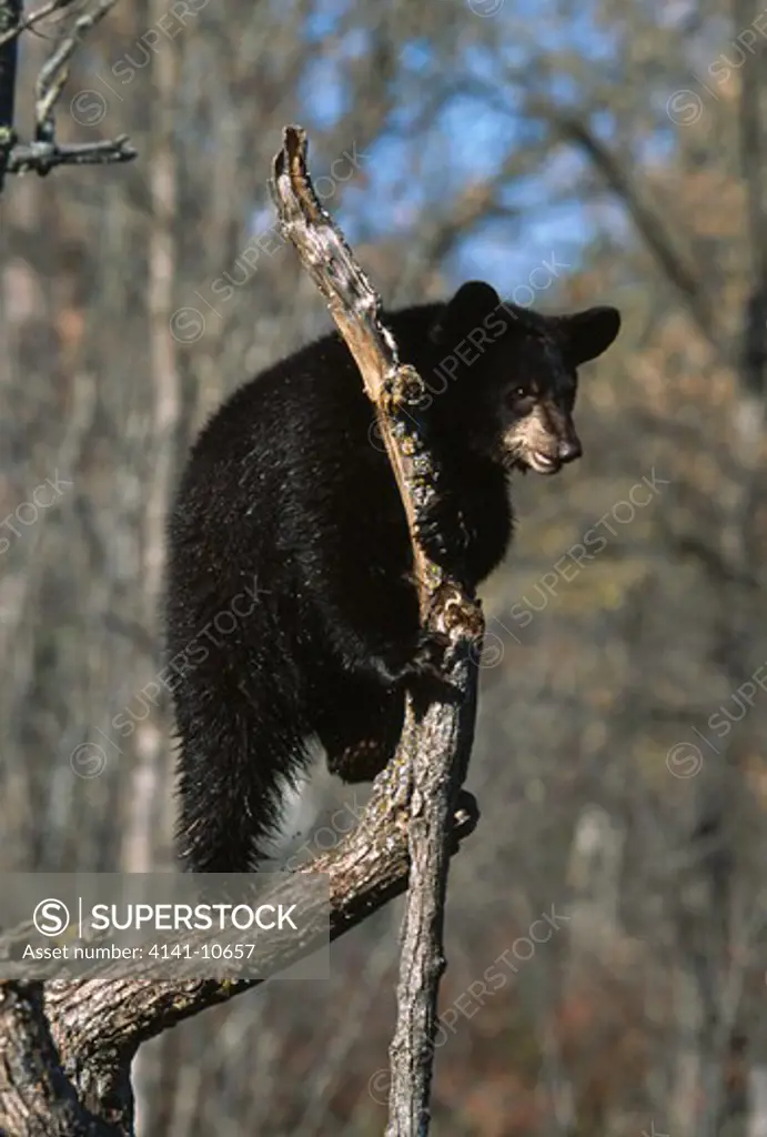 north american black bear cub ursus americanus climbing on a branch north america.