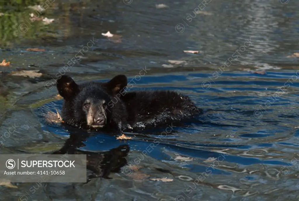north american black bear cub ursus americanus swimming. north america.