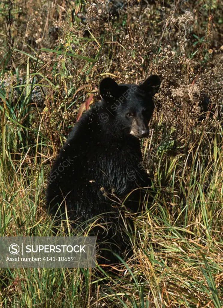 north american black bear cub ursus americanus sitting among grass north america