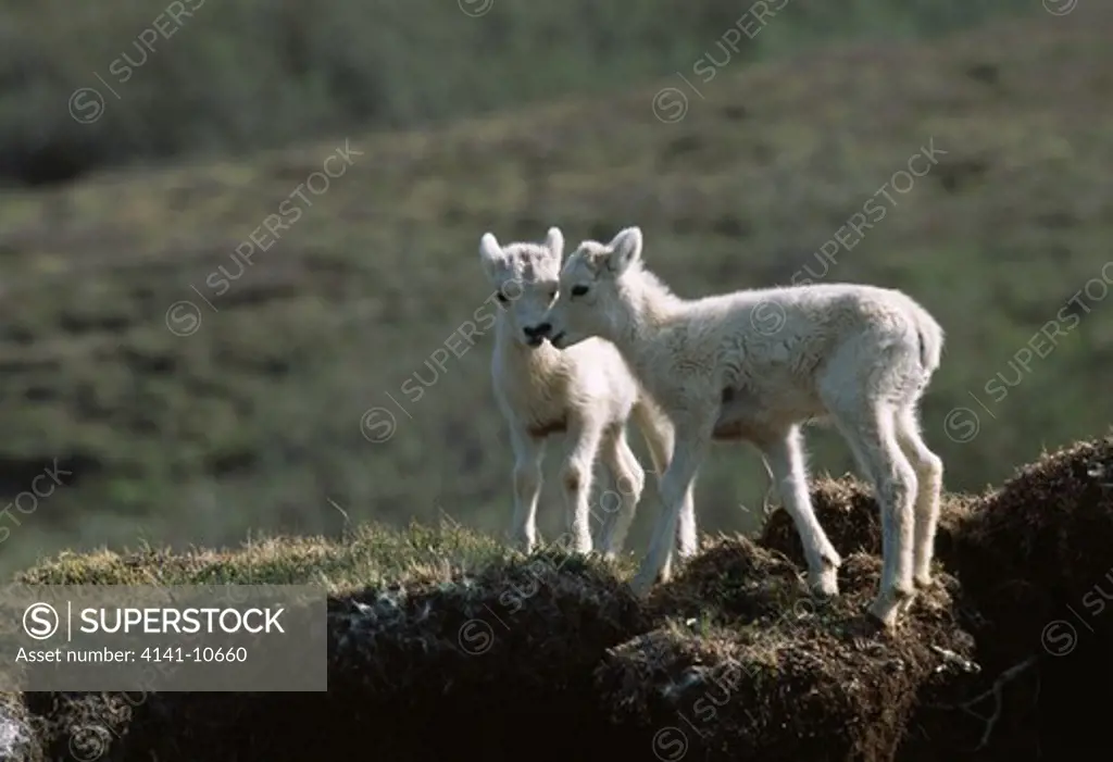 dall's sheep lambs ovis dalli spring-born lambs. high mountain habitat. denali national park, alaska, usa. 
