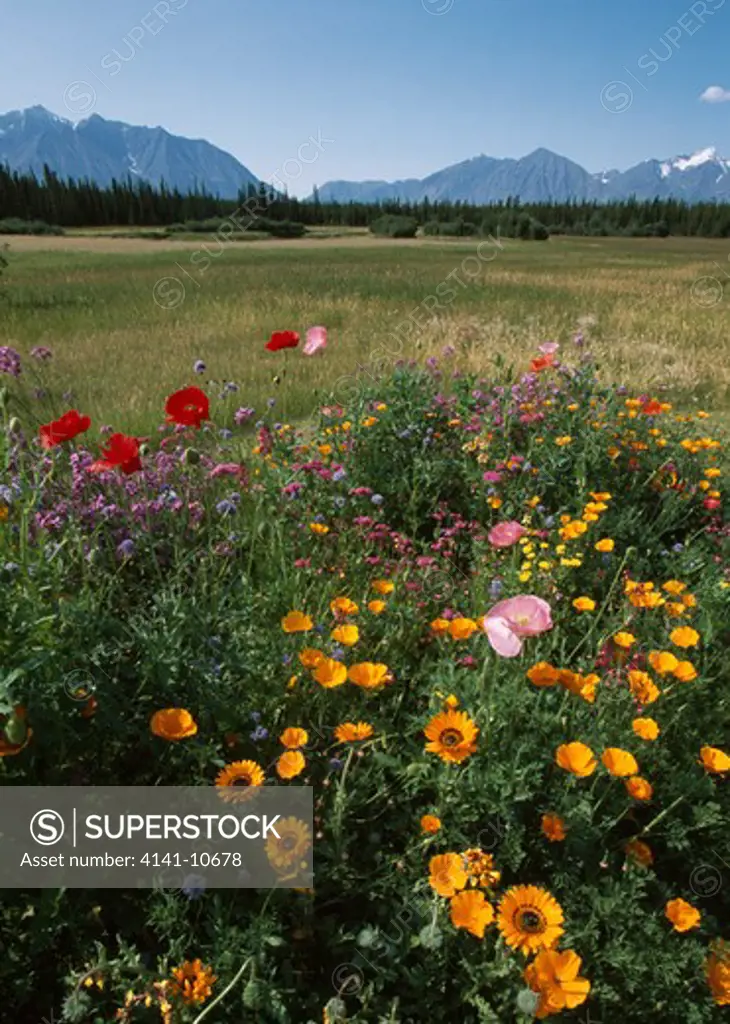 flower bed of poppies & phlox with kluane mountains in the background yukon territory, canada