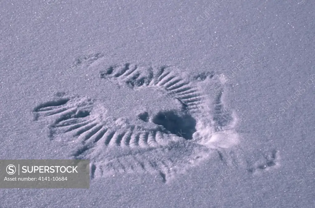 raven's wings tracks left on snow after taking flight. yukon territory, canada.