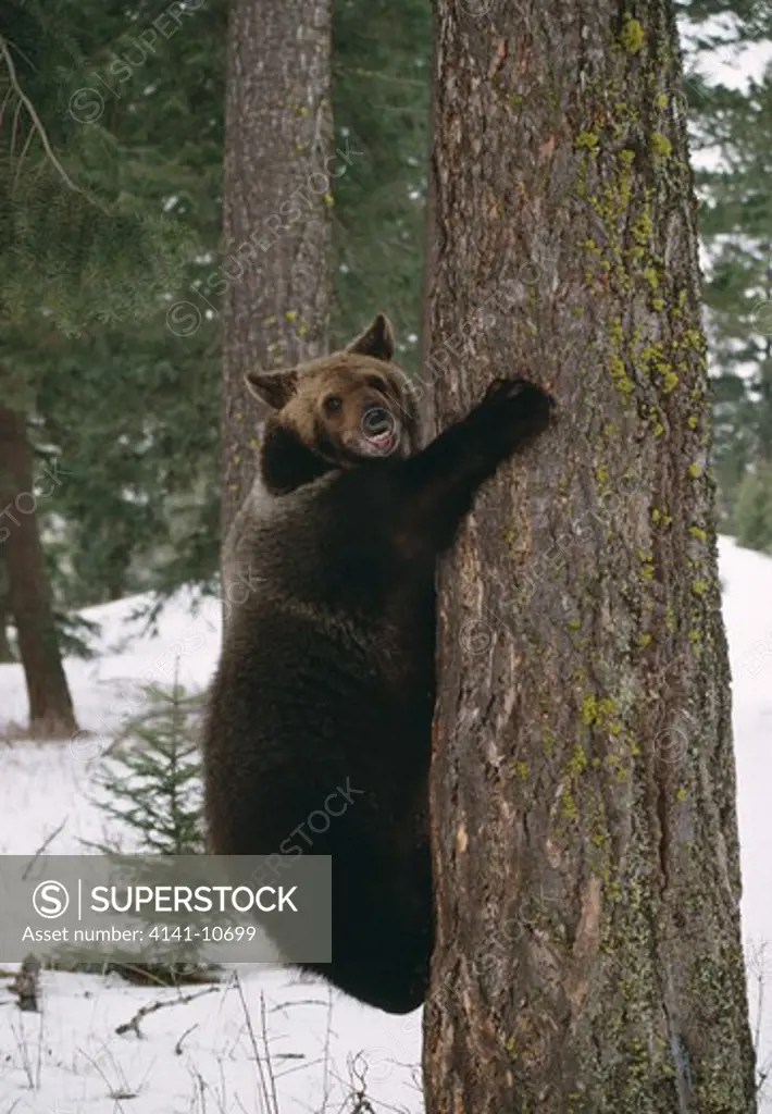 north american grizzly bear ursus arctos climbing tree winter glacier national park, >>