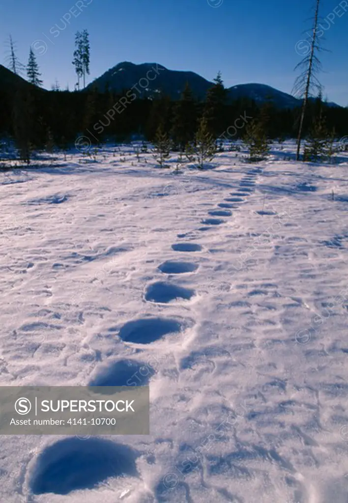 bear tracks melting in the snow glacier national park, montana, usa.
