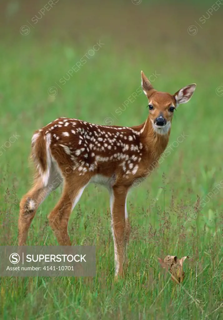 whitetail deer fawn odocoileus virginianus midwest, north america.