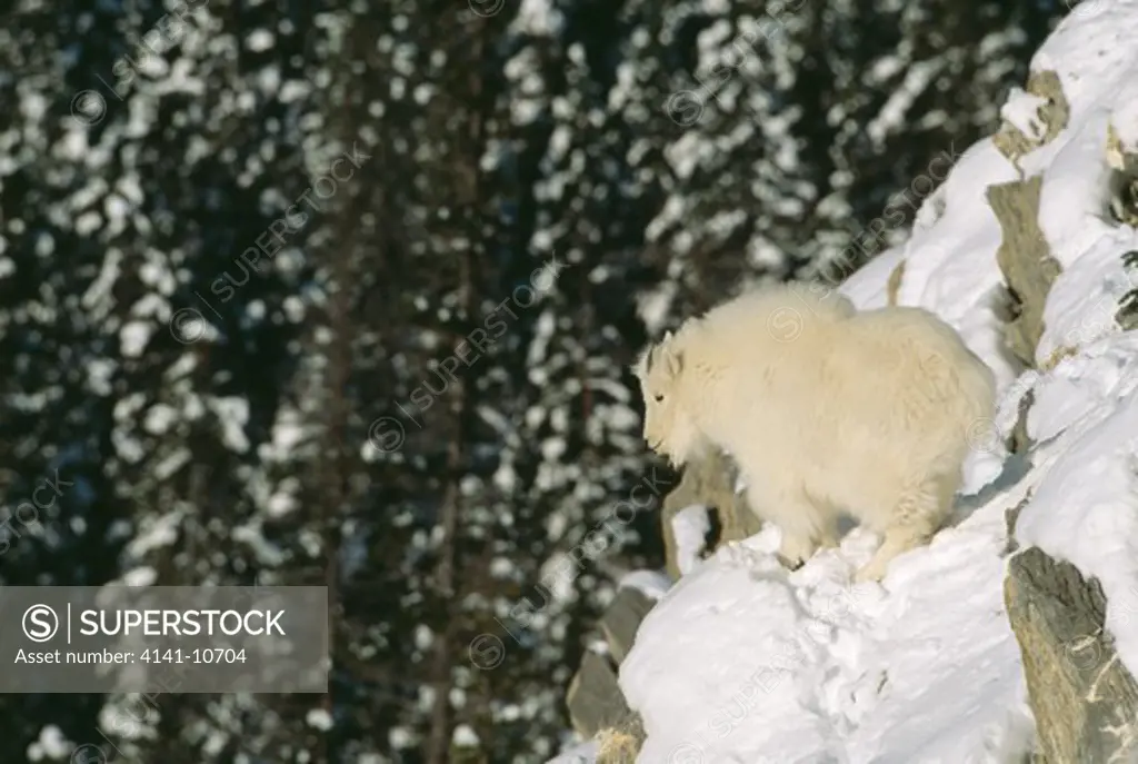 mountain goat oreamnos americanus western north america.