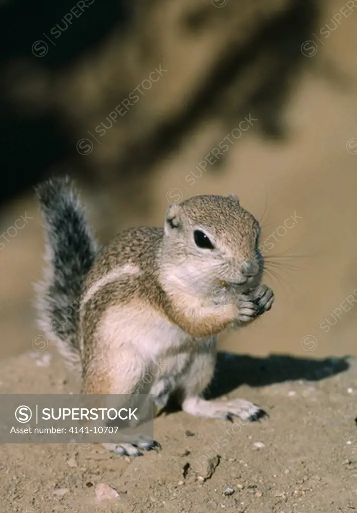 san joaquin antelope squirrel ammospermophilus nelsoni north america.