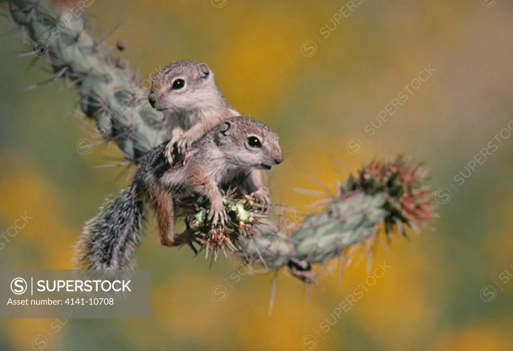 antelope ground squirrel ammospermophilus sp. pair on cactus sonoran desert, usa.
